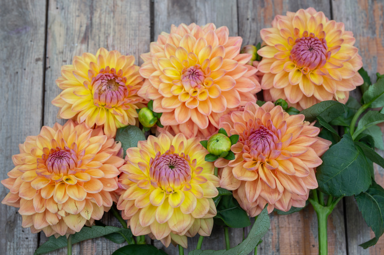 Jiřina Dikara Jodie, Loukykvět