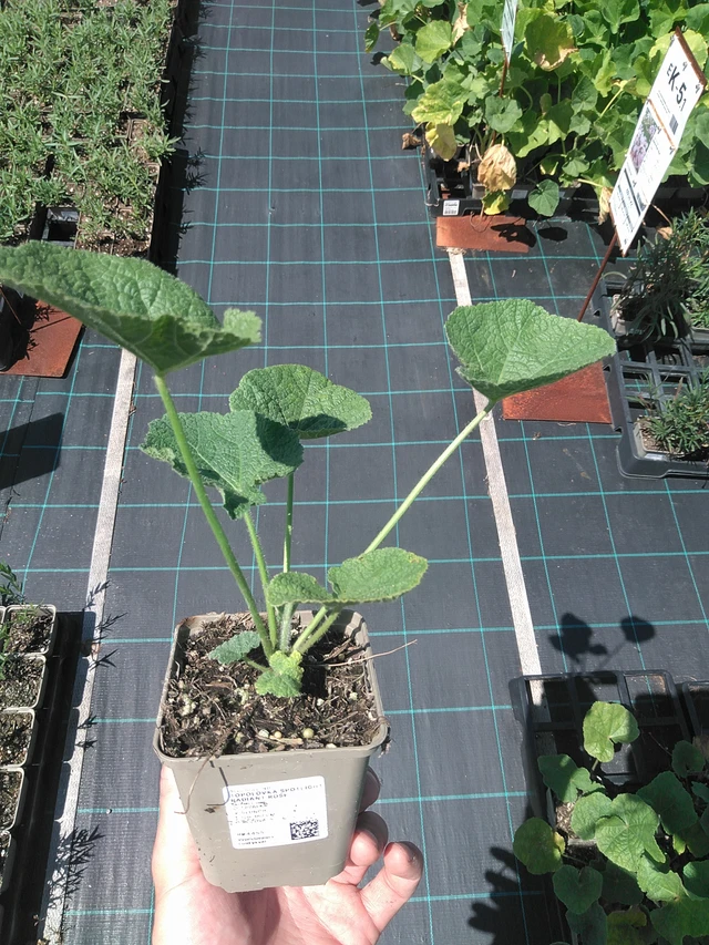 Topolovka Spotlight Radiant Rose - 24. 6. 2025