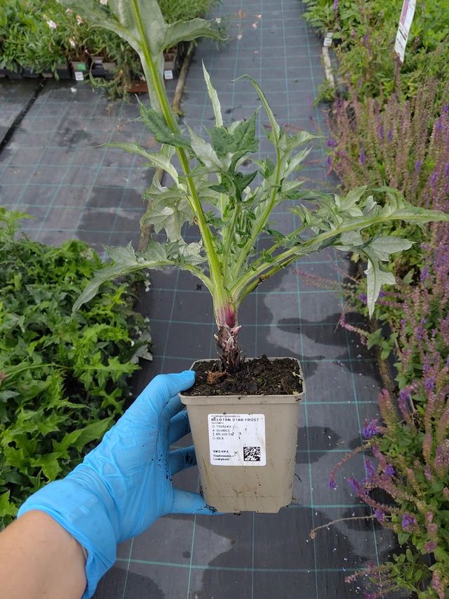 Sinipallo-ohdake Star Frost - 10. 9. 2025