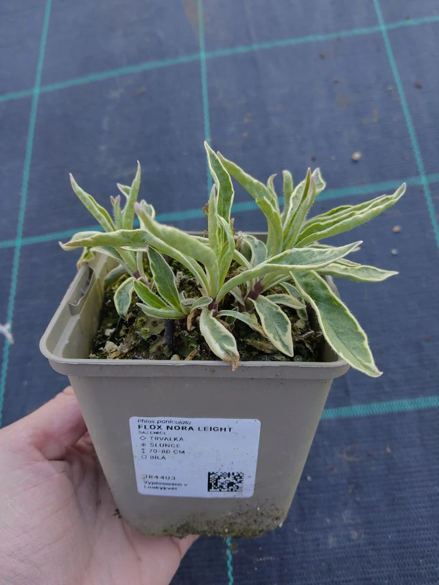 Flox Nora Leight - 27. 3. 2026