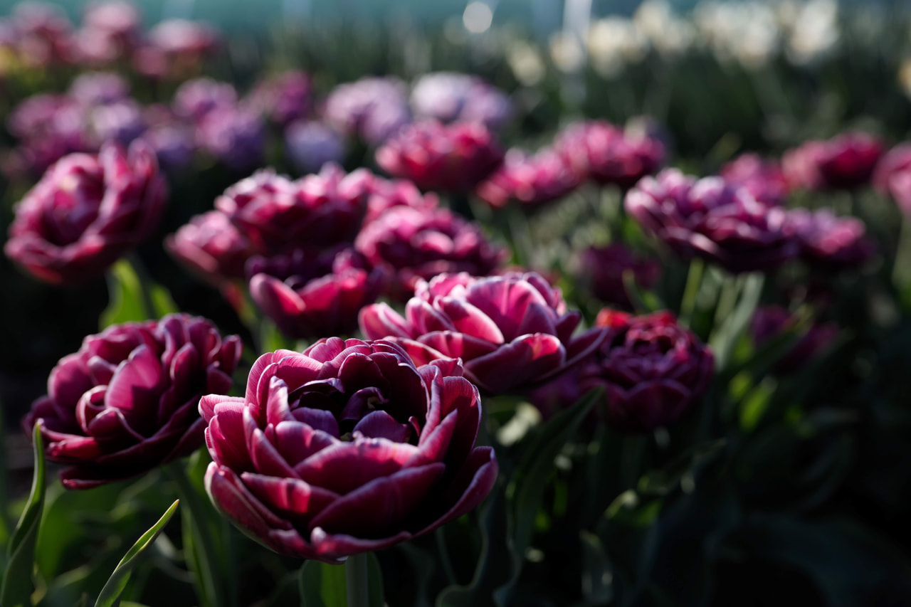 Tulipán Dream Touch, Loukykvět