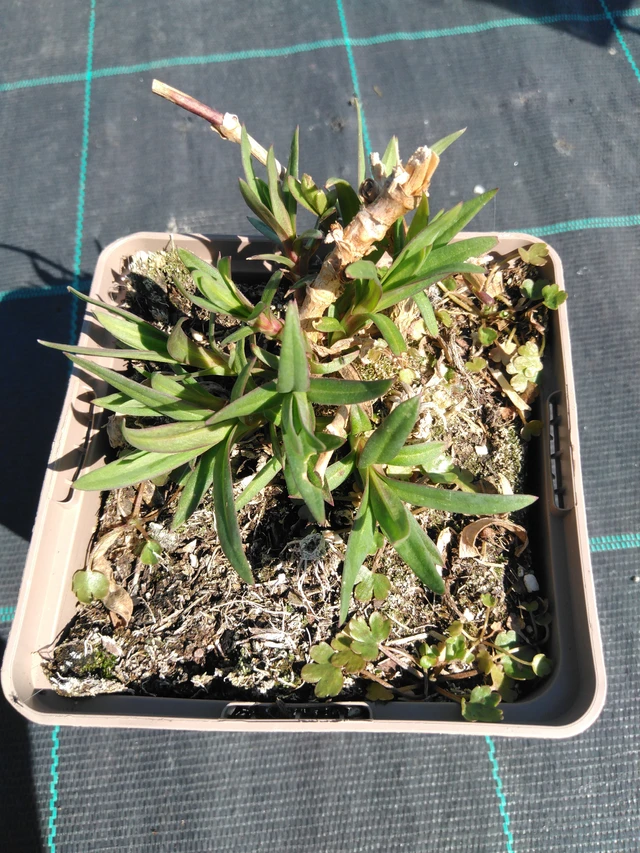 Gypsophila Perfecta - 3. 4. 2025