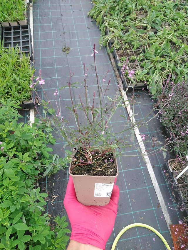 Verbena Bampton - 30. 7. 2025