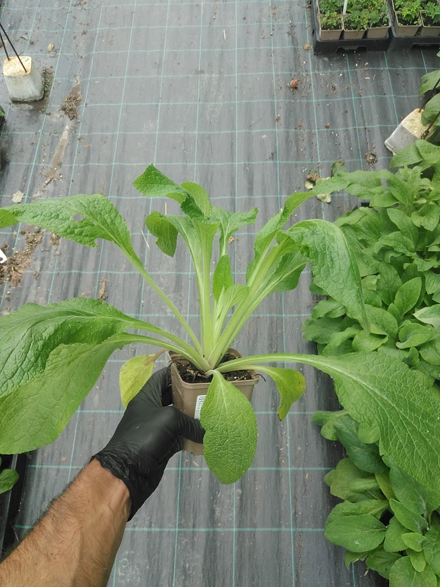 Sormustinkukka Camelot Lavender - 31. 7. 2025