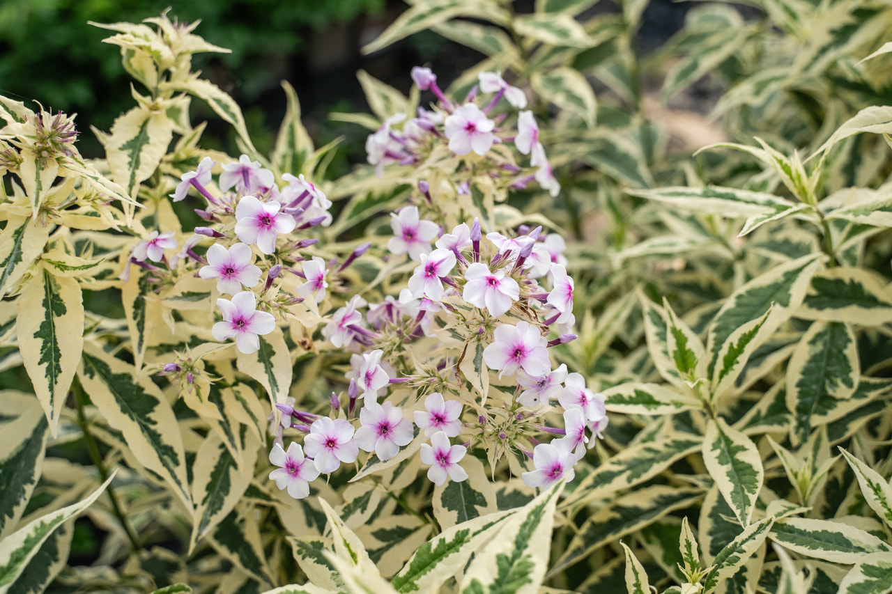 Flox Nora Leight, Loukykvět