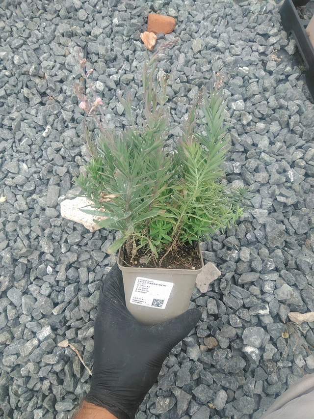 Linaria Canon Went - 10. 9. 2025