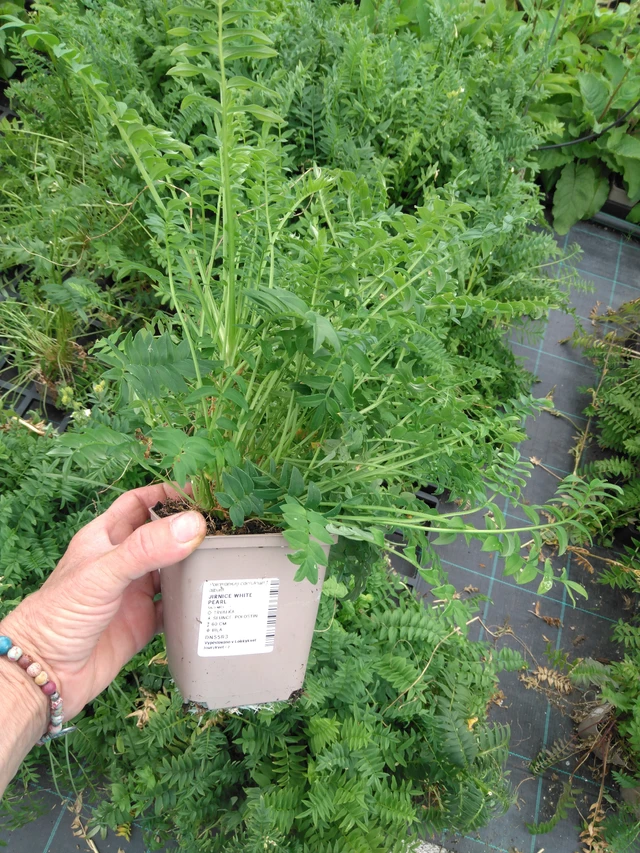 Astrantia White Pearl - 2024