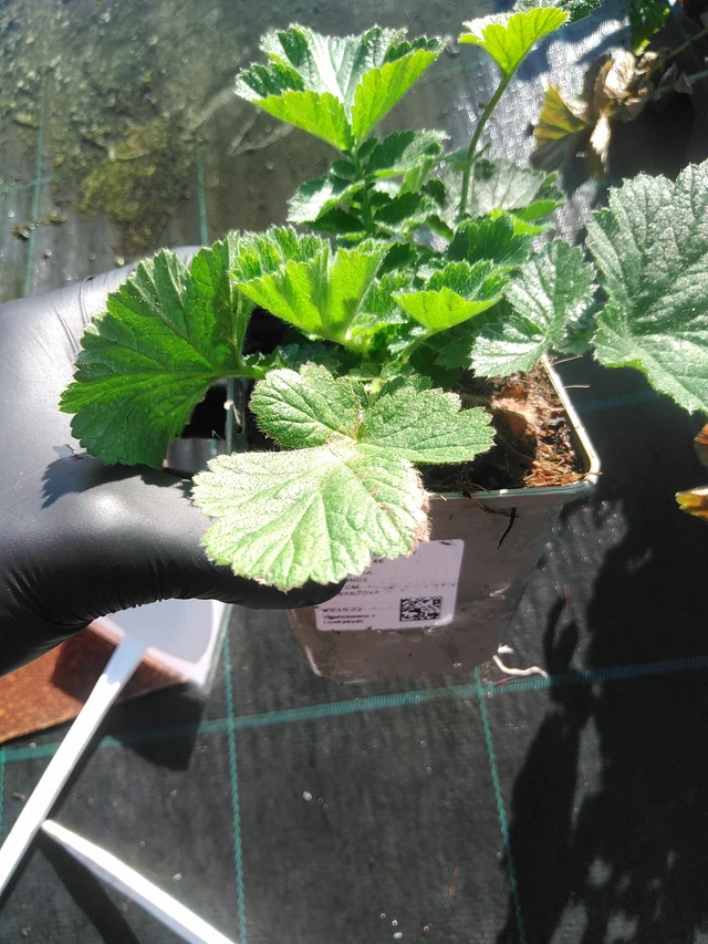 Geum Totally Tangerine - 1. 9. 2025