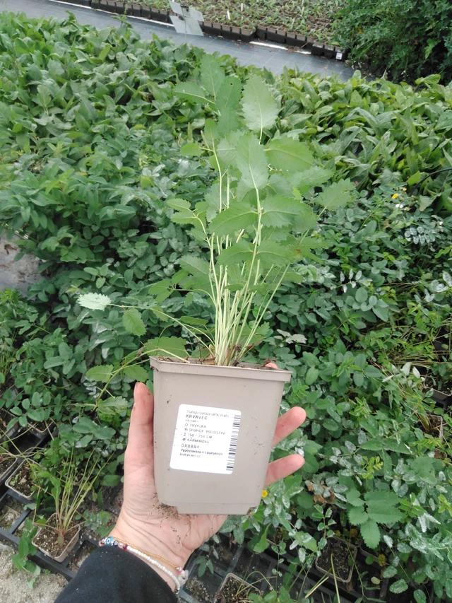 Verikurjenpolvi obtusa - 2024