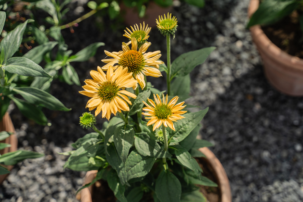 Echinacea Aloha, Loukykvět