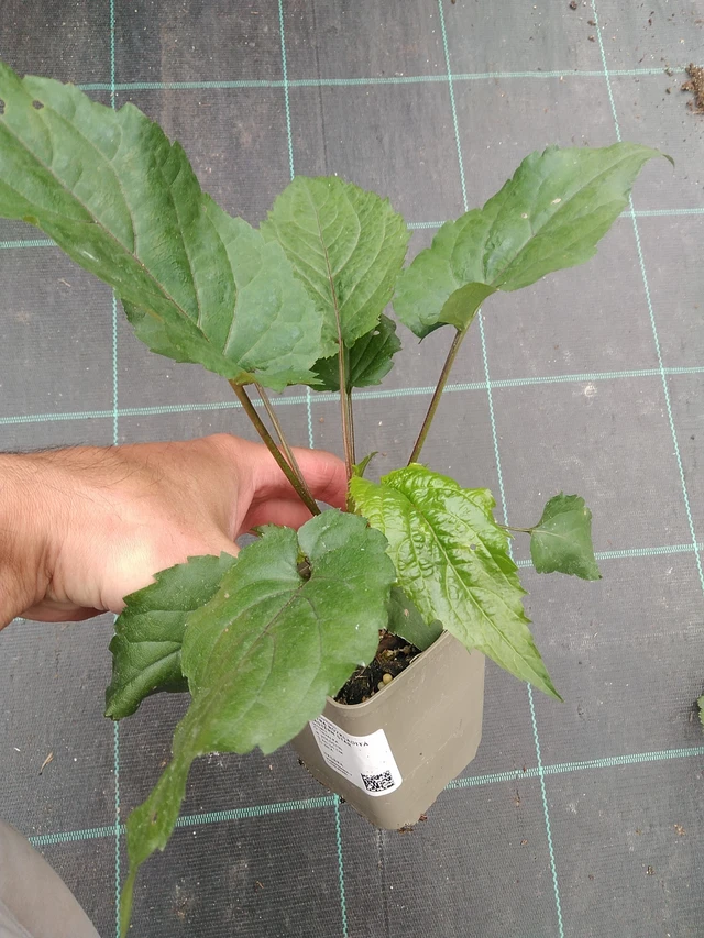 Malesiabonita Eastern Star - 7. 7. 2025