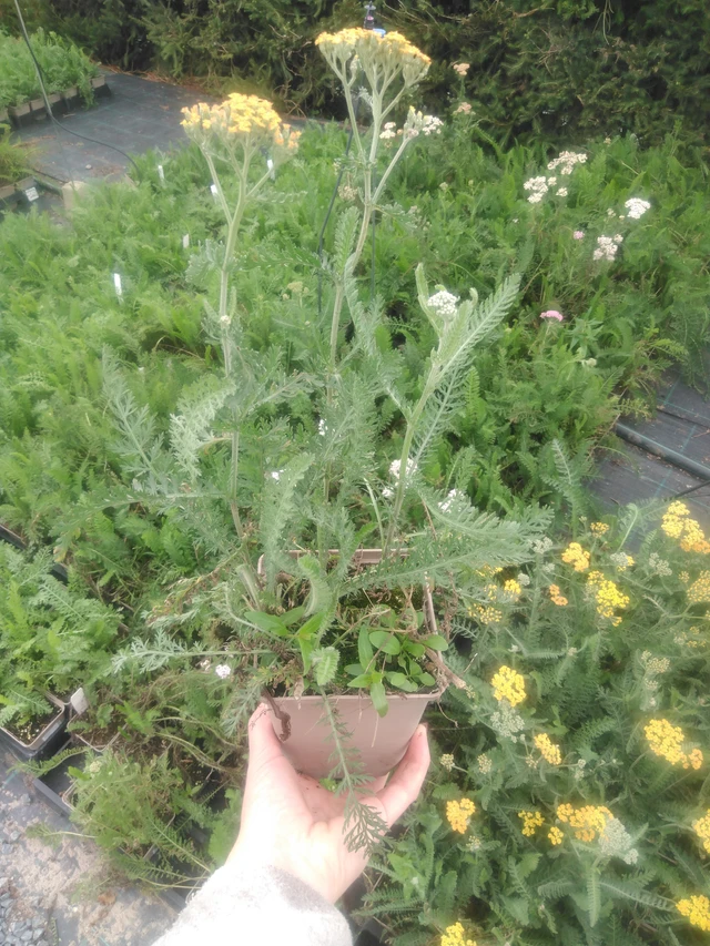 Řebříček Terracotta - 2024