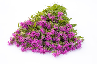 Monarda Pink Suprême, Loukykvět