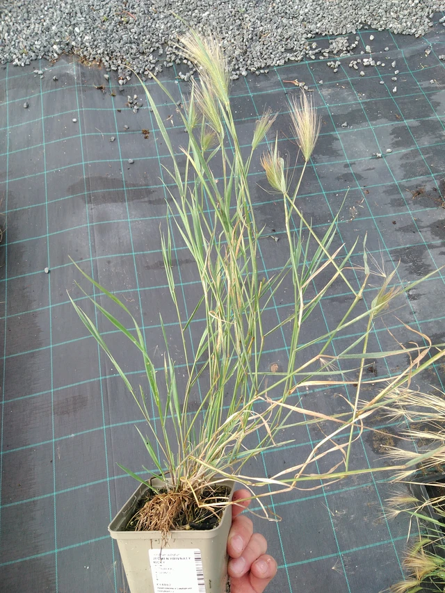 Jouhiheinä Ricky - 28. 7. 2025