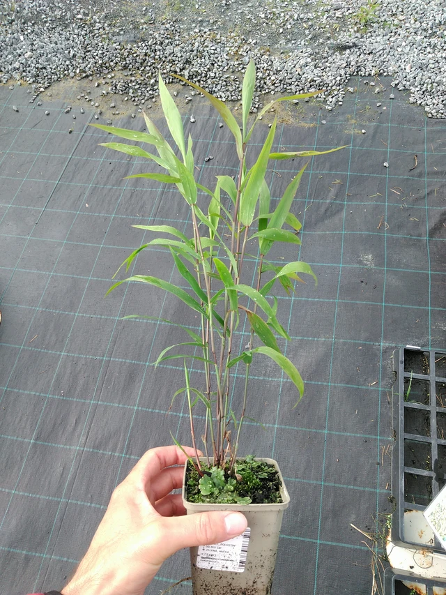 Plochoklásek - 28. 7. 2025