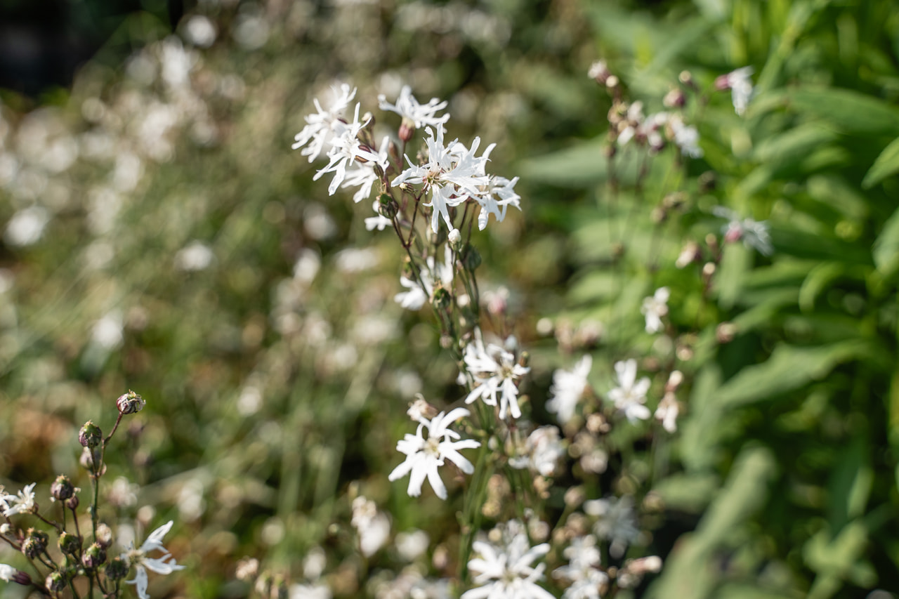 Kakukkszegfű White Robin, Loukykvět