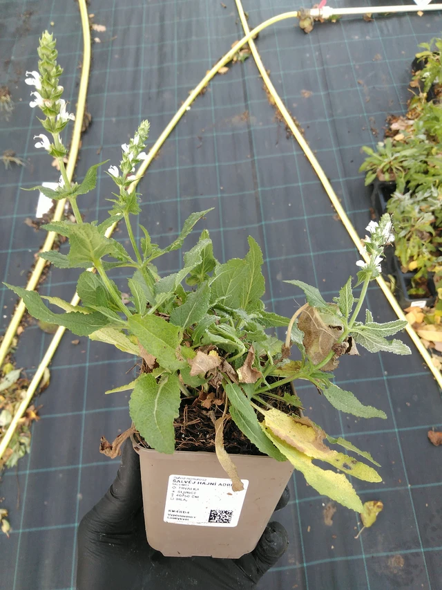 Salvia Adrian - 31. 10. 2025