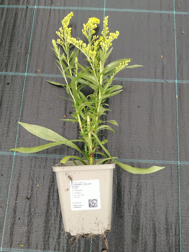 Goldenrod Solar Glory - 10. 9. 2025