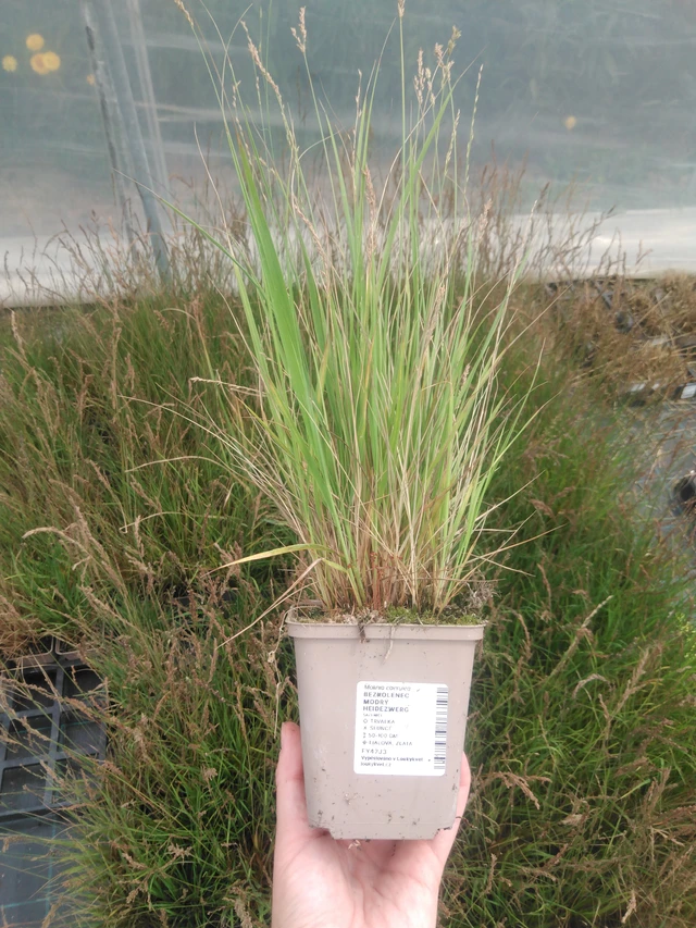 Siniheinä Heidezwerg - 2024