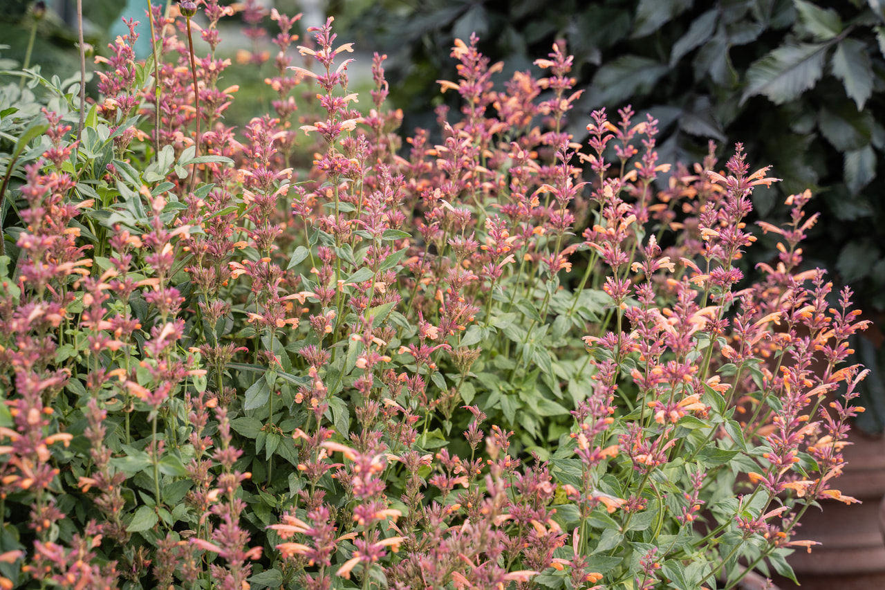 Agastache Mango Tango, Loukykvět
