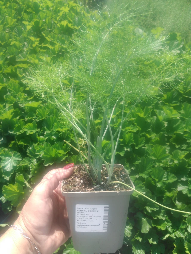 Common fennel - 2024