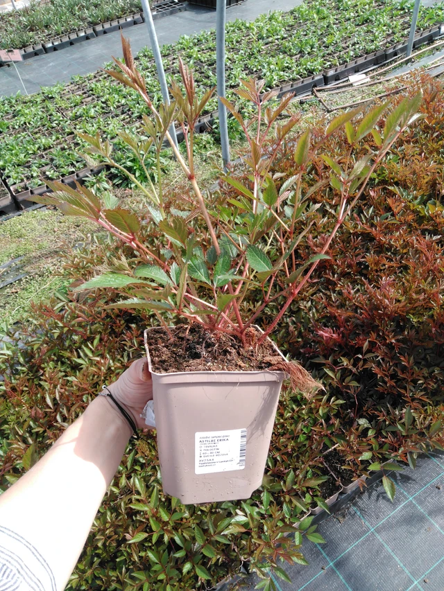 Astilbe Erika - 2024