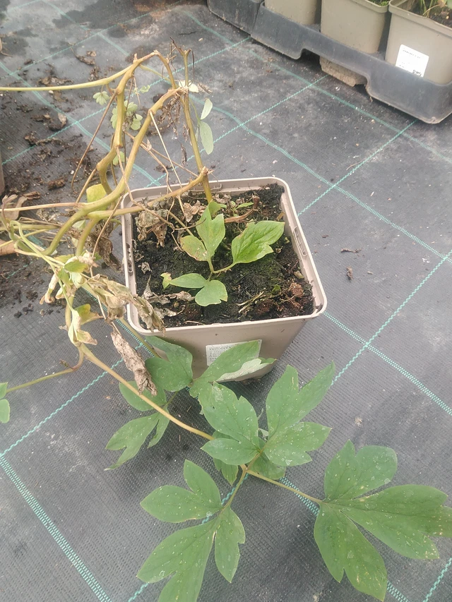 Pikkusydän - 10. 9. 2025