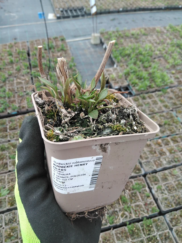 Rudbeckia Henry Eilers - 8. 4. 2025