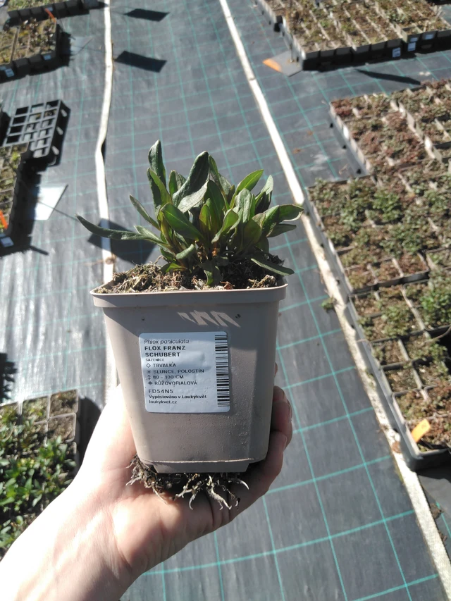 Flox Franz Schubert - 3. 4. 2025