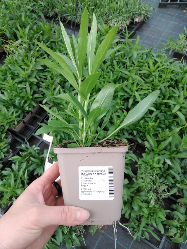 Řetězovka Rosea - 2024