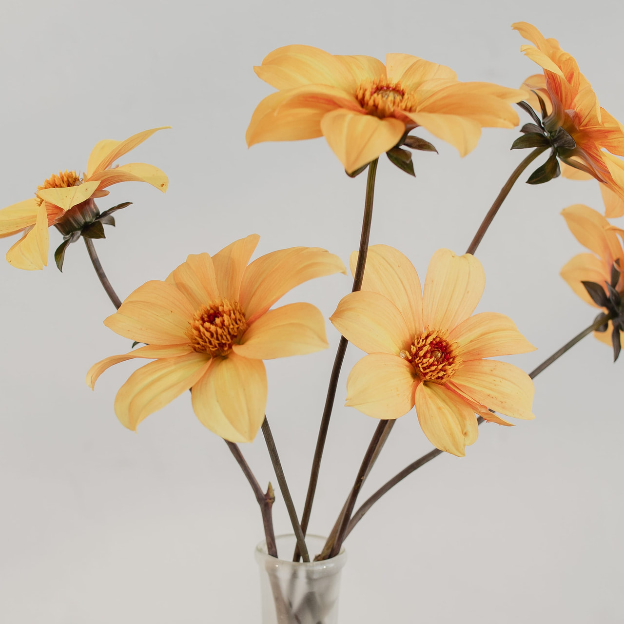 Jiřina Bishop of York, Loukykvět