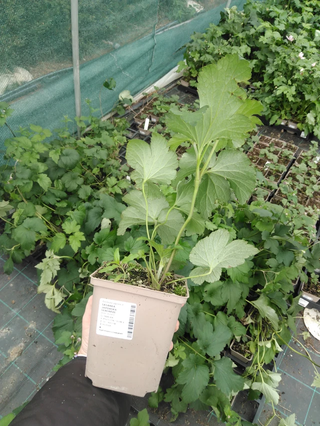 Sasanka japonská Serenade - 2024