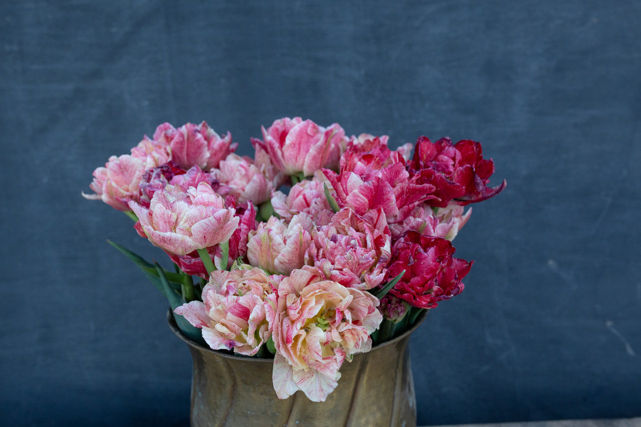 Tulipán Peptalk, Loukykvět