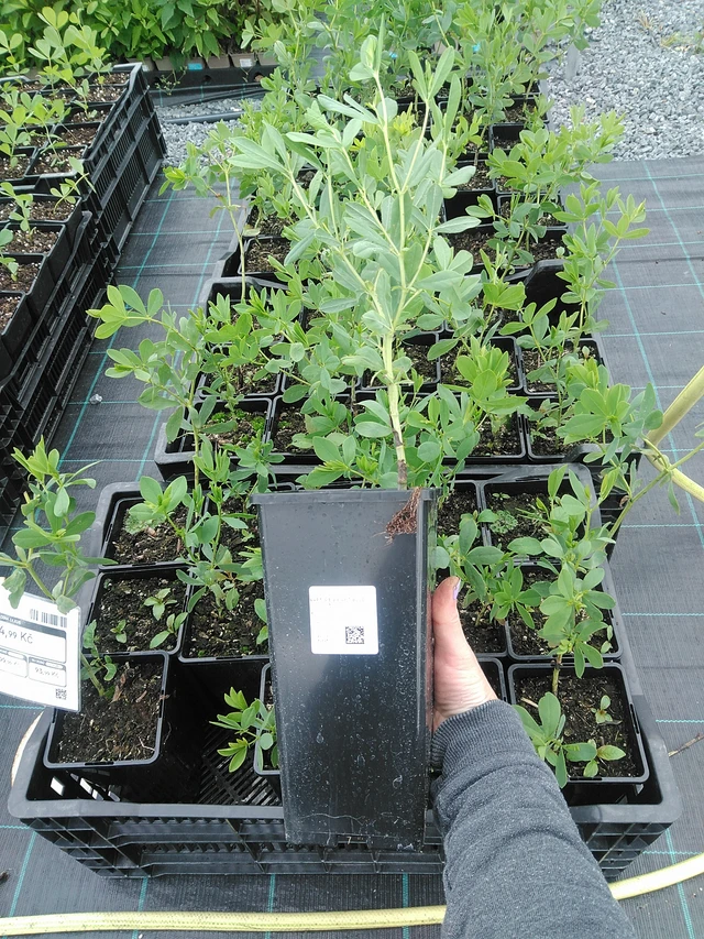 Pensasväriherne Bright Blue - 9. 6. 2025