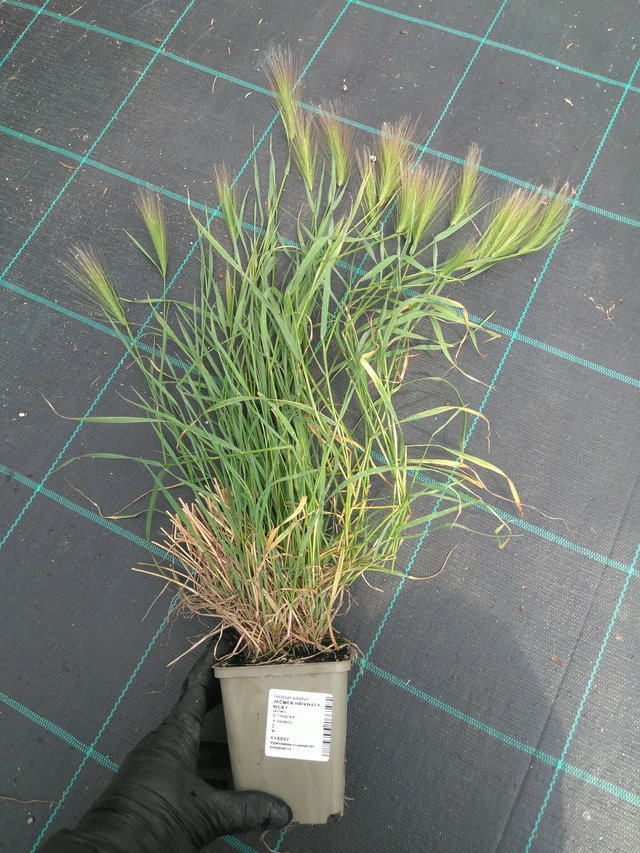 Jouhiheinä Ricky - 10. 7. 2025