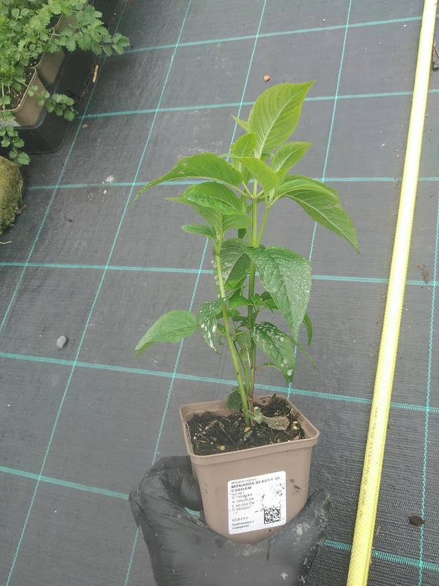 Monarda Beauty of Cobham - 4. 8. 2025