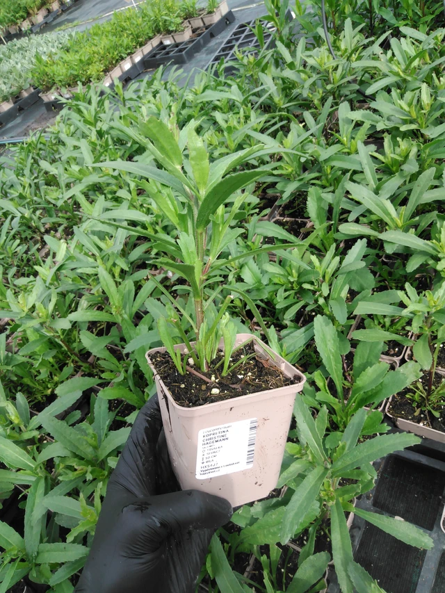 Kopretina Christine Hagemann - 2024