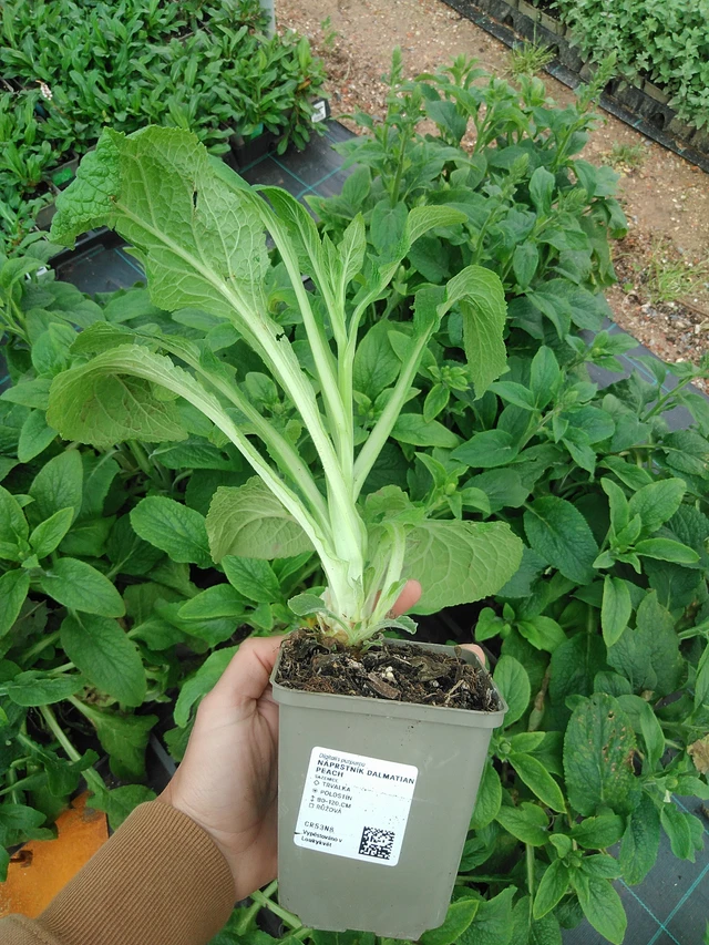 Sormustinkukka Dalmatian Peach - 9. 6. 2025