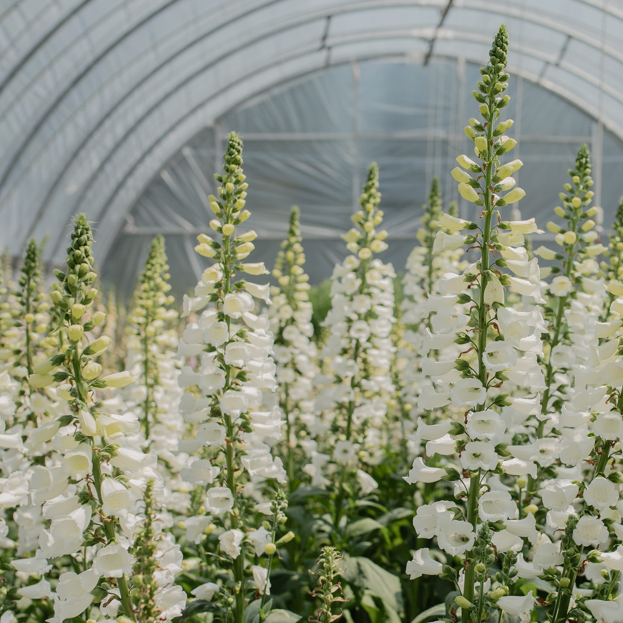 Náprstník Camelot White, Loukykvět