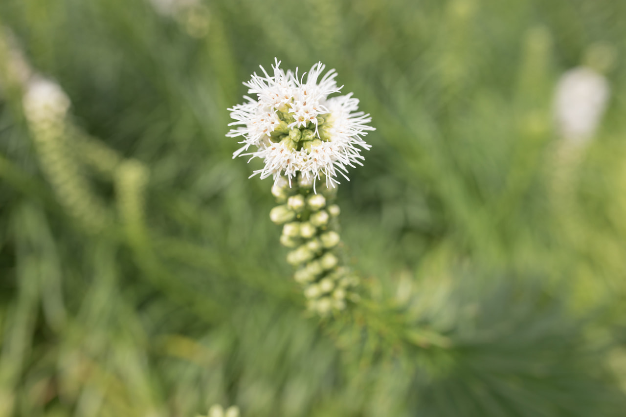 Šuškarda Floristan White, Loukykvět