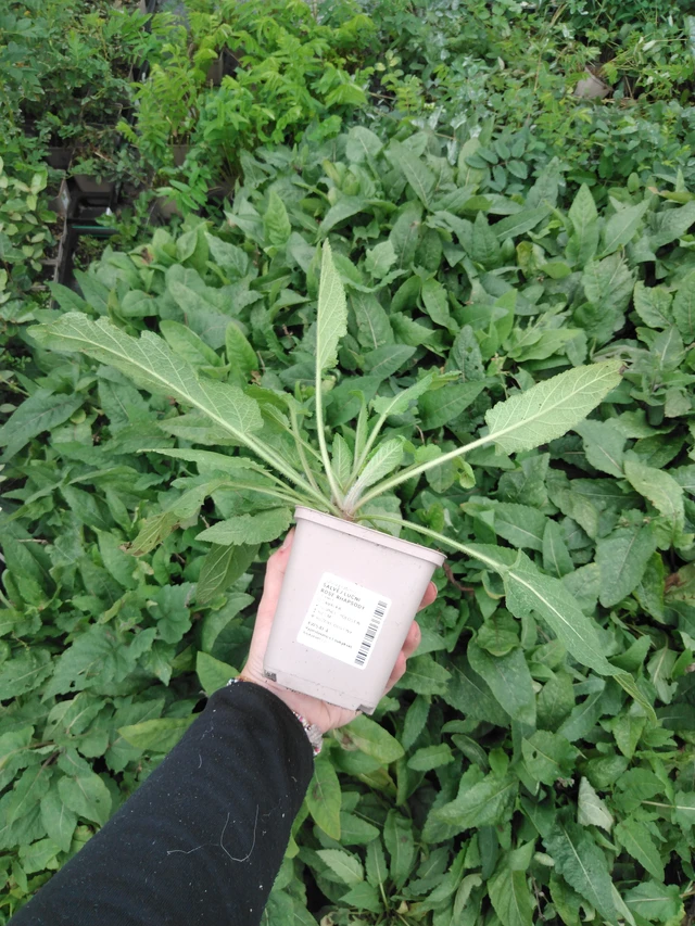 Šalvěj luční Rose Rhapsody - 2024