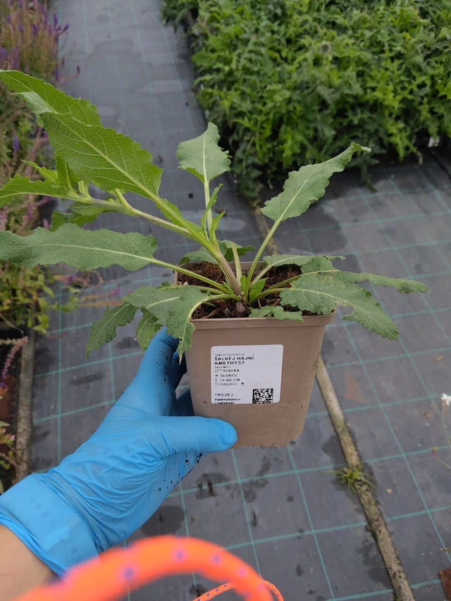 Šalvěj hajní Amethyst - 10. 9. 2025