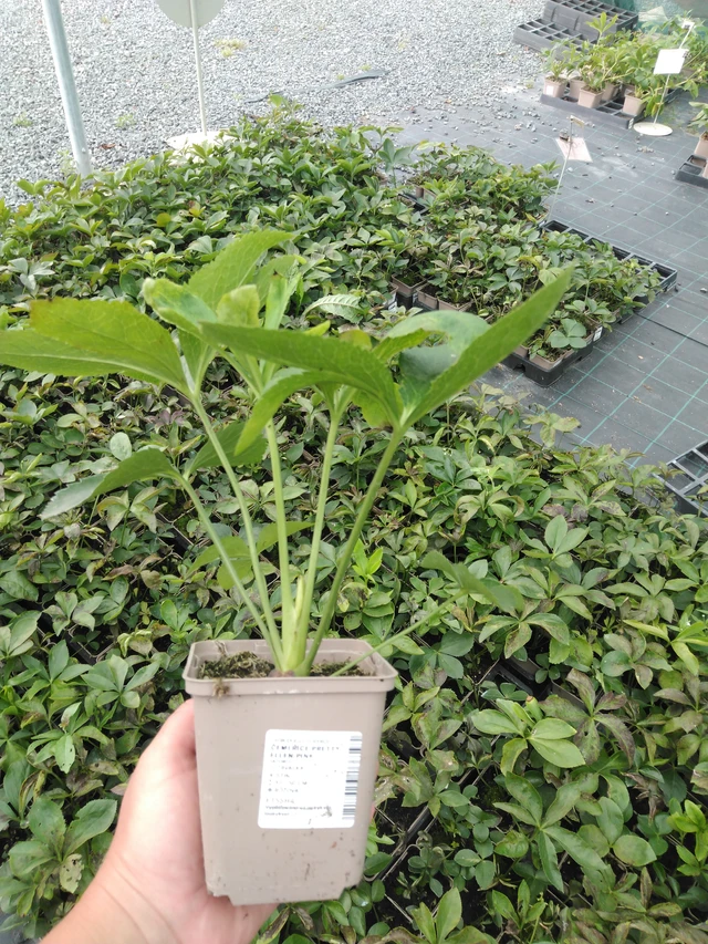 Hellebore Pretty Ellen Pink - 2024