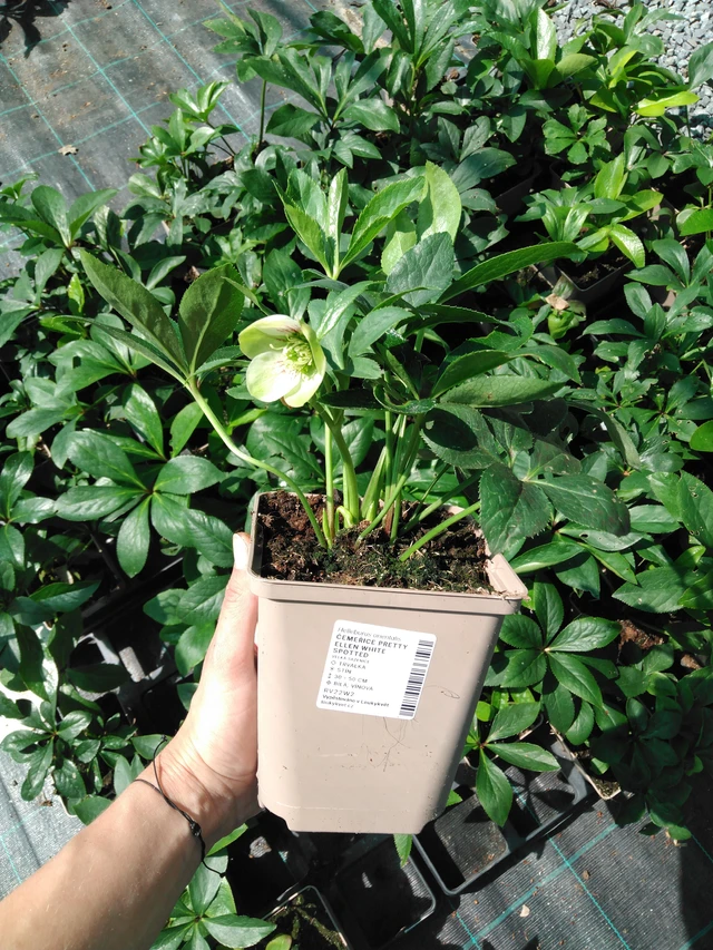 Hellebore Pretty Ellen White Spotted - 2024