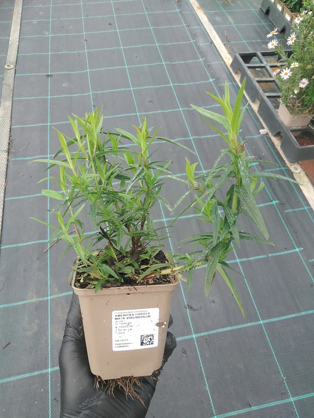 Amerikanvuoriminttu Virginianum - 4. 8. 2025