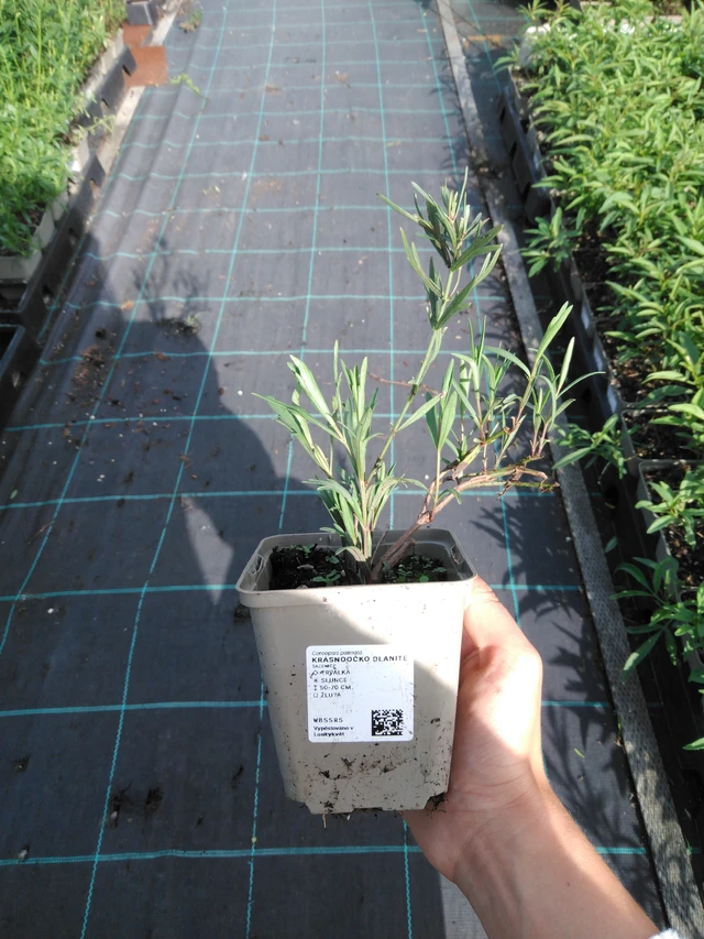 Coreopsis palmata - 11. 9. 2025