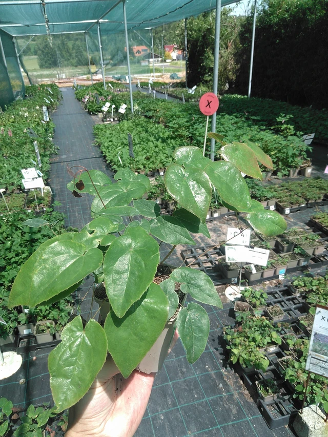 Epimedium Pretty in Pink - 24. 6. 2025