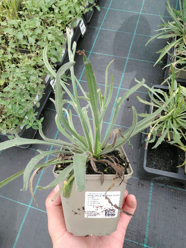 Lobelia azul Alba - 28. 7. 2025