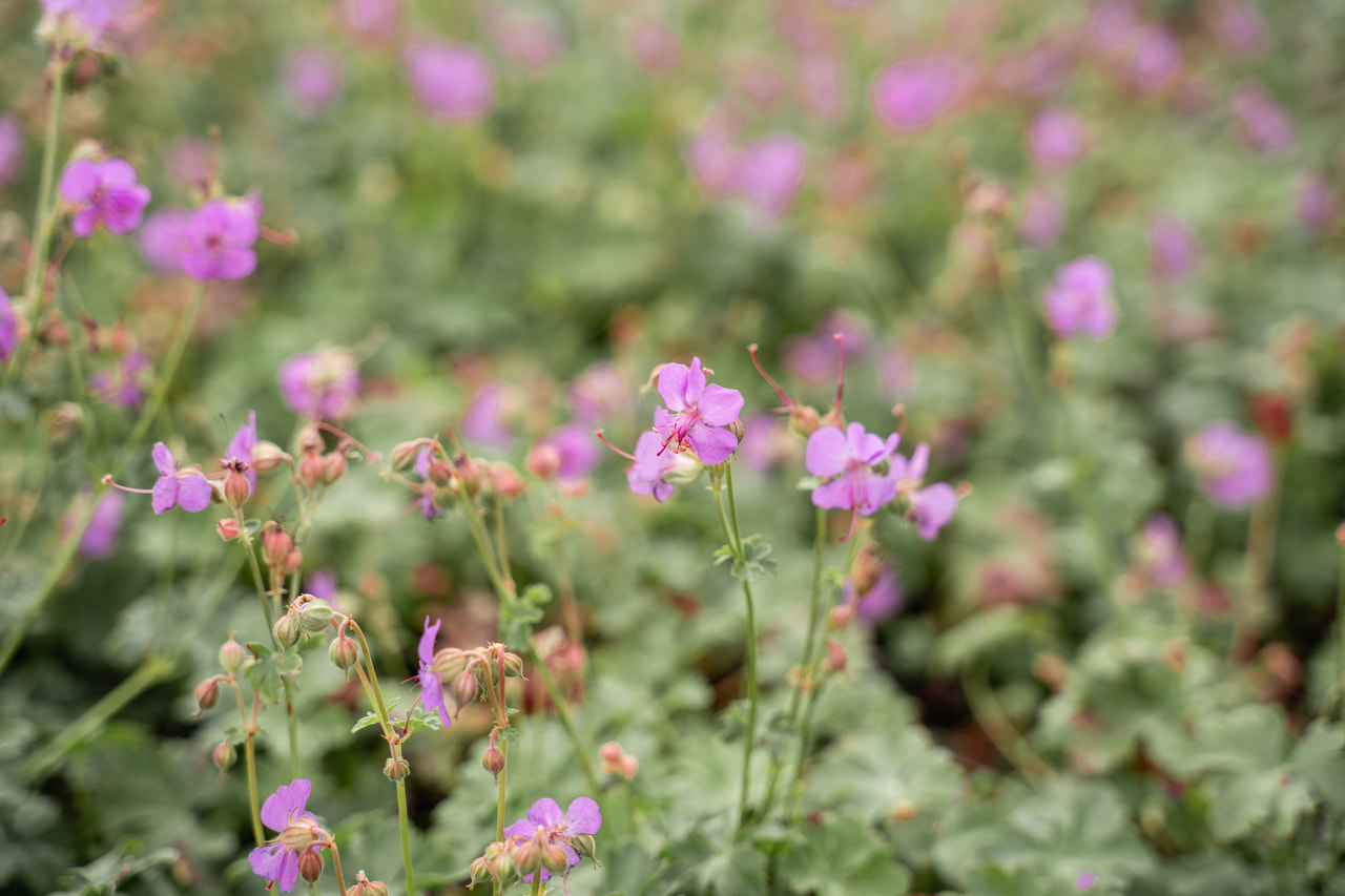 Kantábriai gólyaorr Cambridge, Loukykvět