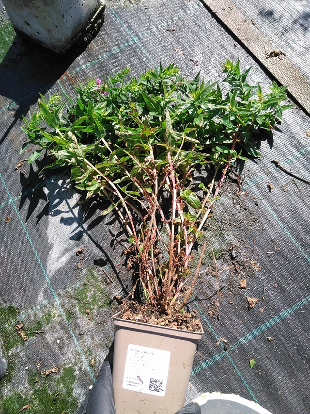 Rantakukka Robin - 19. 8. 2025